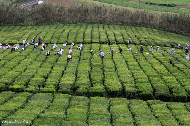 Camellia sinensis-Gorrena-3 Camellia sinensis-Gorrena-3