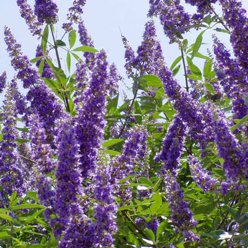 Agno Casto -Vitex-2