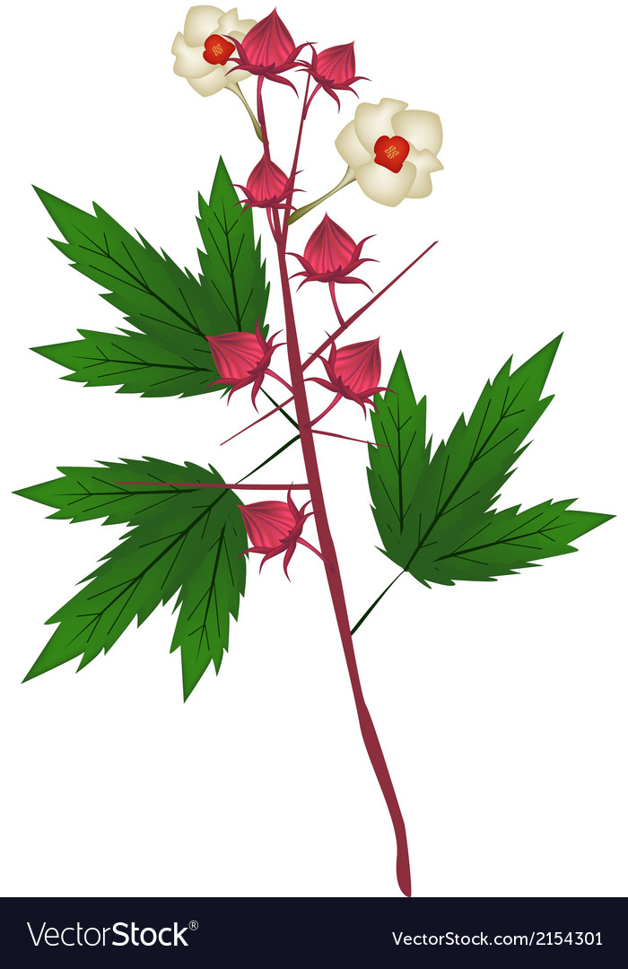 Hibiscos-1 Hibiscos-1