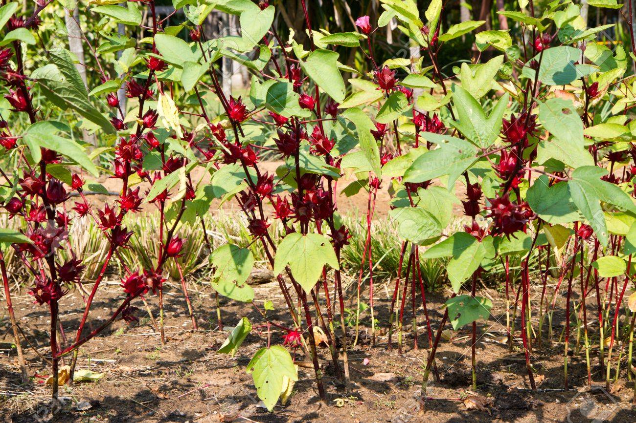 Hibiscos-3 Hibiscos-3