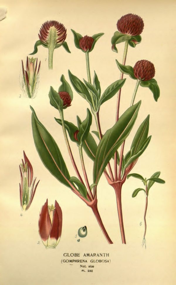 Perpétua Roxa (Flor)