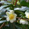 Camellia sinensis-1