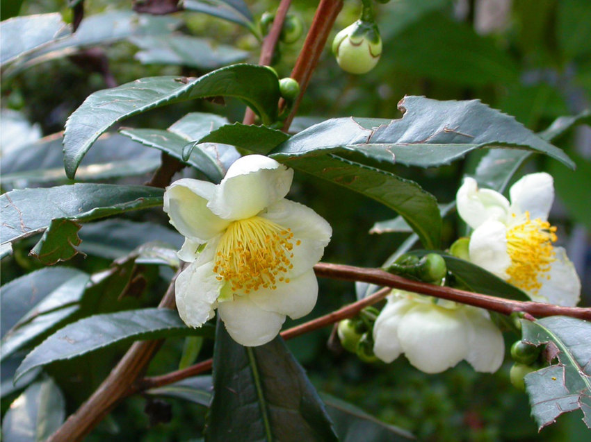 Camellia sinensis-1 Camellia sinensis-1