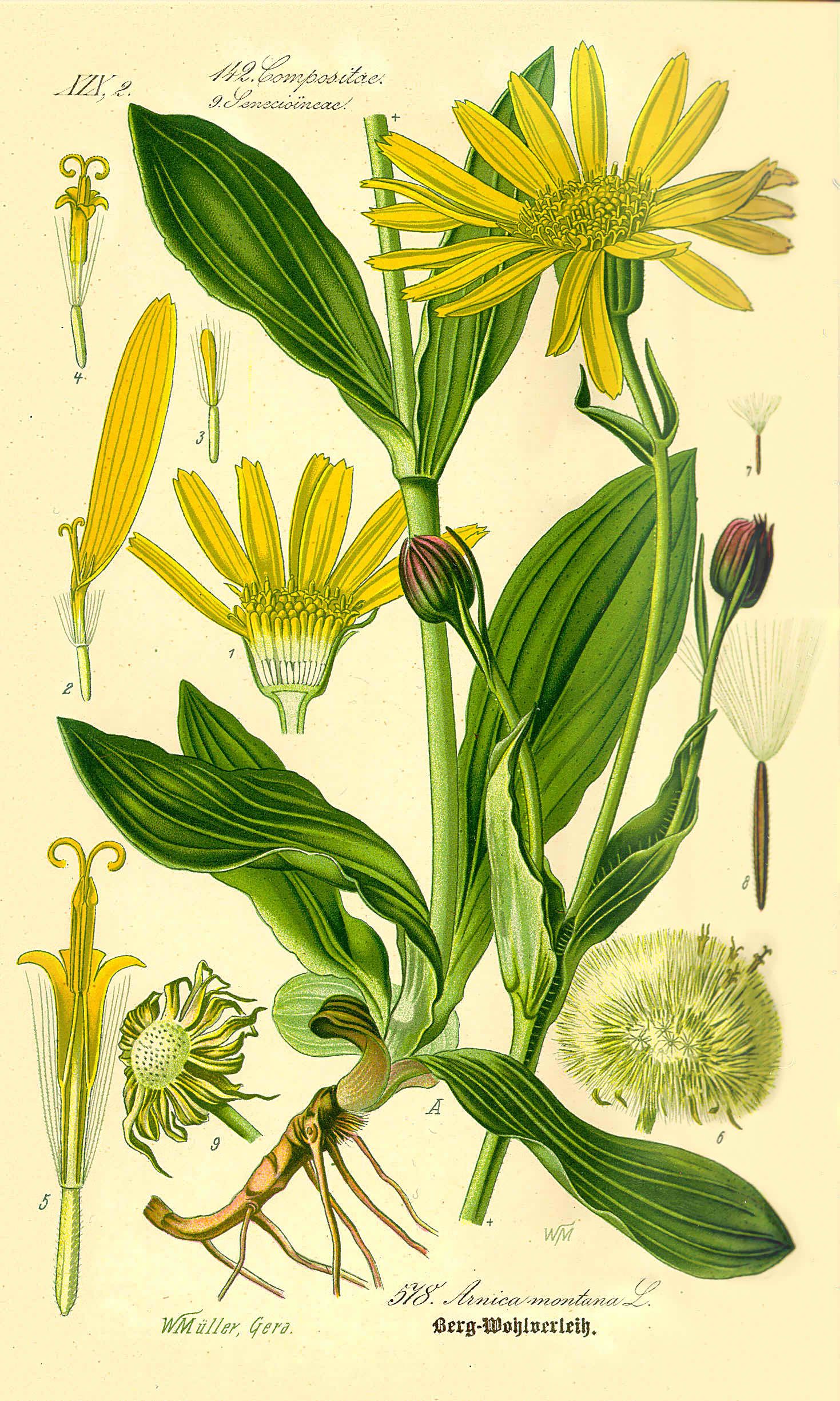 Arnica-Flor-1