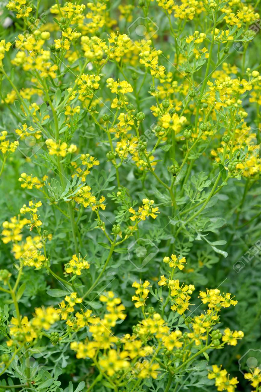 Rue fragrant (odorous) (Ruta graveolens L.). The blossoming plan