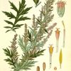 Artemisia-2