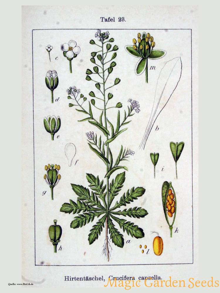 Bolsa Pastor-Planta-1