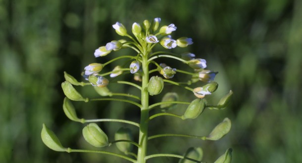 Bolsa Pastor-Planta-2