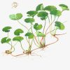 Centelha Asiatica-Planta-1