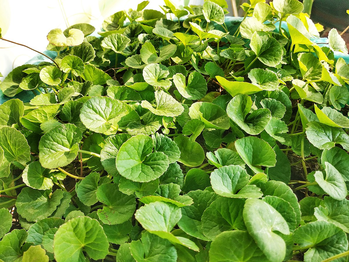 Centelha Asiatica-Planta-3
