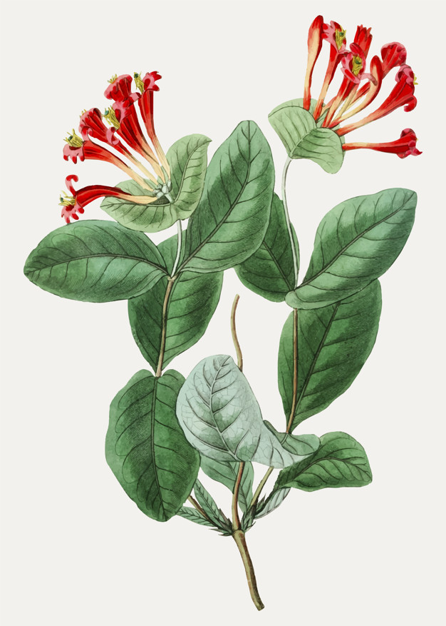 Vintage north-west honeysuckle flower for decoration