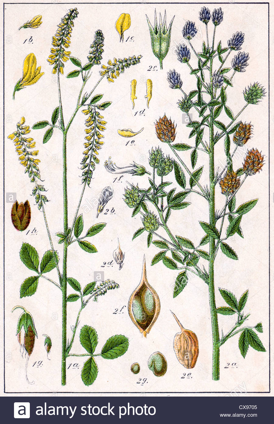 Meliloto-2